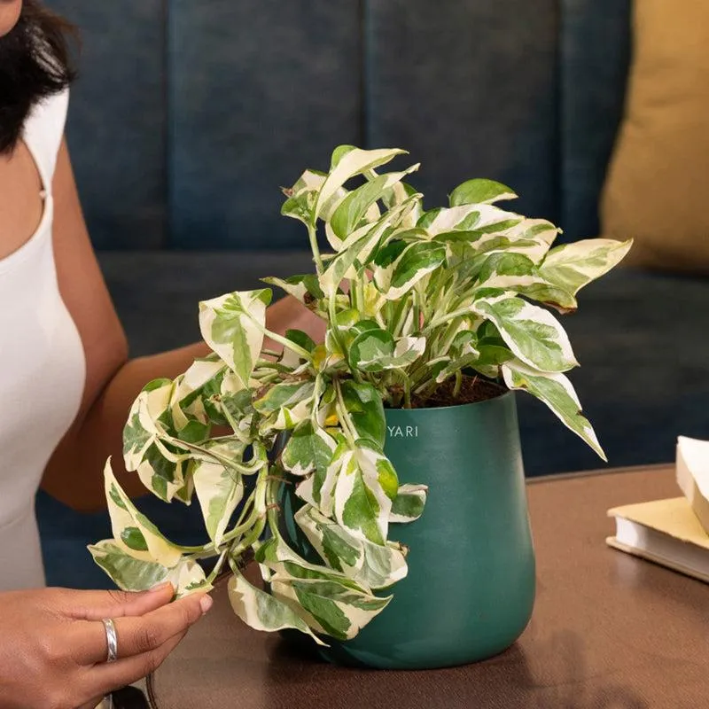 Kyari Money Plant With Metal Self Watering Pot - Green media 4