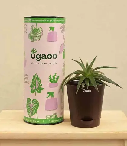 Live Plants
