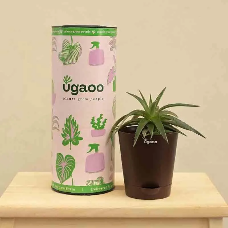 Ugaoo Aloe Vera Green Mini Plant media 1
