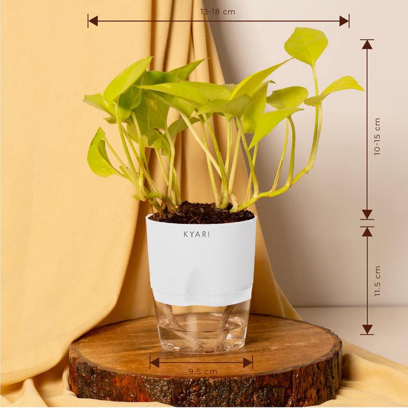 Kyari Viridian Golden Pothos Plant With Self Watering Pot - White media 6