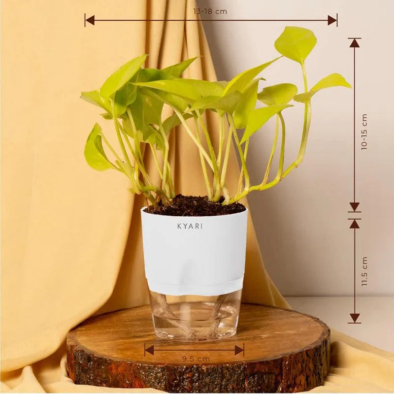 Kyari Viridian Golden Pothos Plant With Self Watering Pot - White media 6