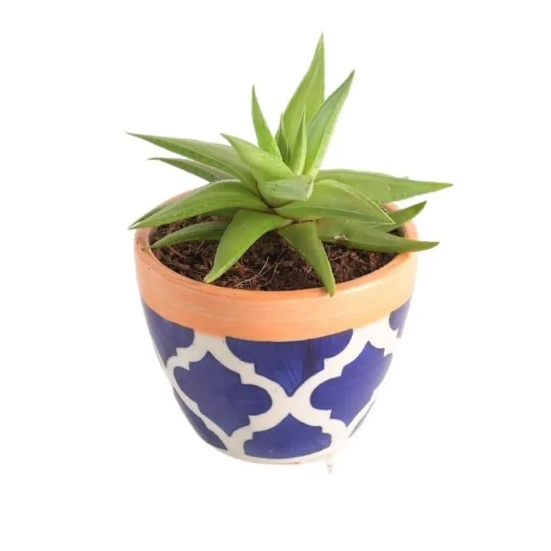 Ugaoo Apple Rose Ceramic Pot (10 CM) - Blue media 4