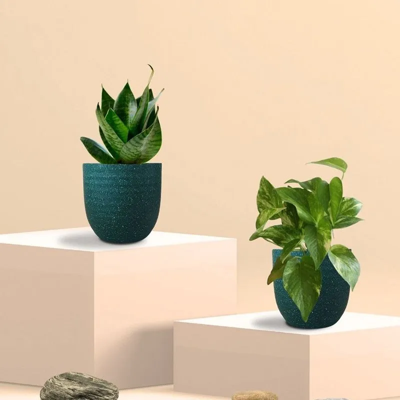 Greenkin Money Plant Gold King & Snake Live Plants (Green) - Set Of Two media 3