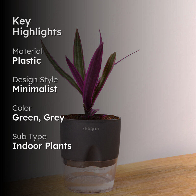 Kyari Rhoeo Tricolor Plant With Self Watering Pot (Grey) - 18 cm media 2