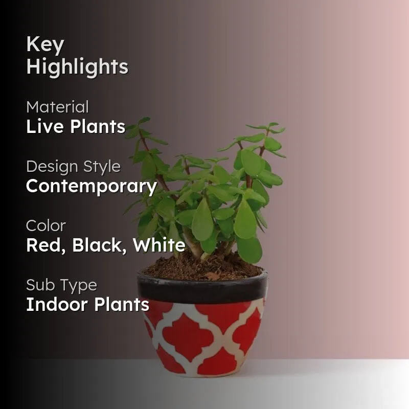 Ugaoo Good Luck Jade Plant With Apple Rose Ceramic Pot media 2