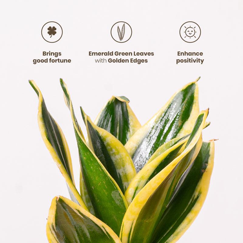 Kyari Golden Hahnii Snake Plant With Self Watering Pot - White media 3