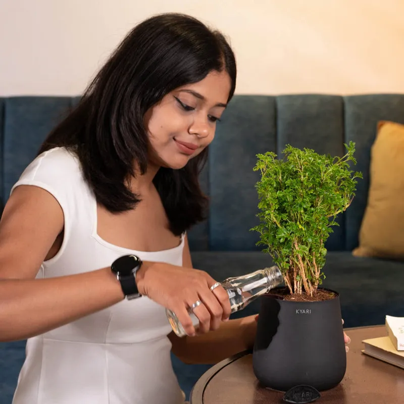 Kyari Aralia Green With Jet Metal Self Watering Pot - Black media 3