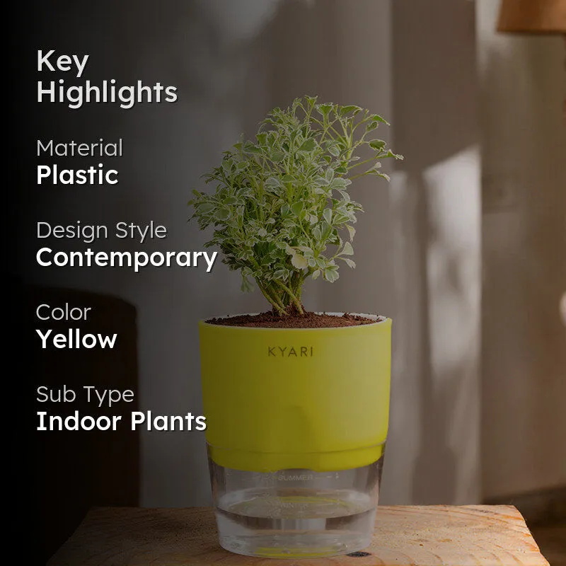 Kyari Variegated Aralia Plant With Self Watering Pot (Yellow) - 18 cm media 2