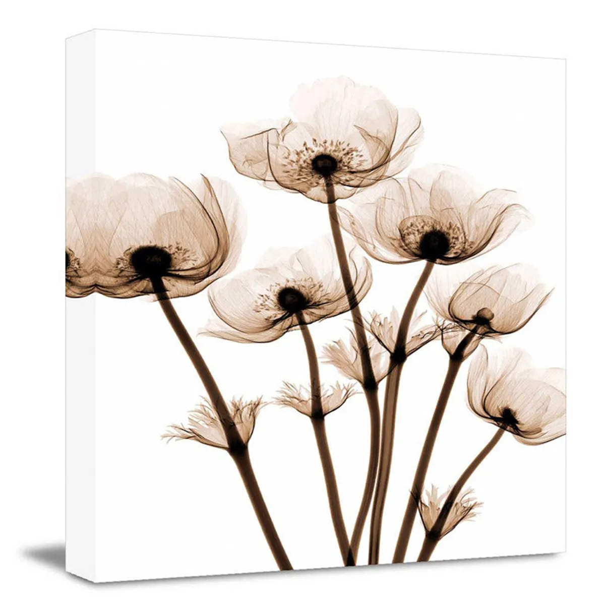 Square canvas wall art with translucent floral artwork in brown on a white background.
