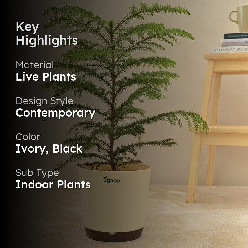 Ugaoo Indian Christmas Tree Indoor Live Plant - Large media 2