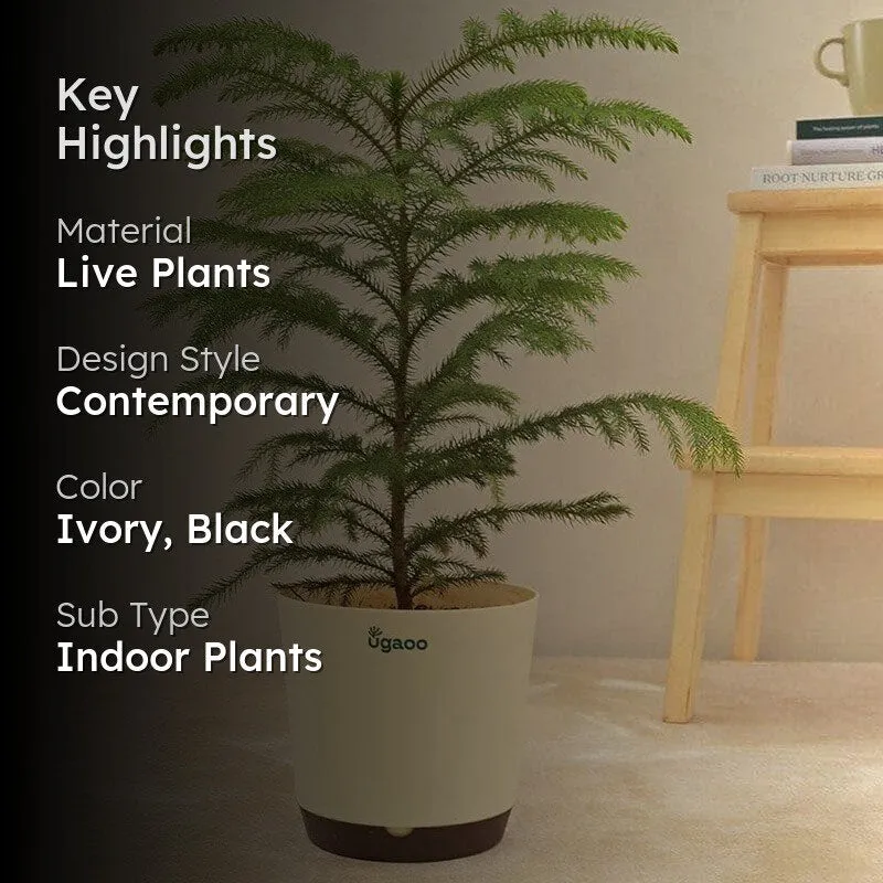 Ugaoo Indian Christmas Tree Indoor Live Plant - Large media 2