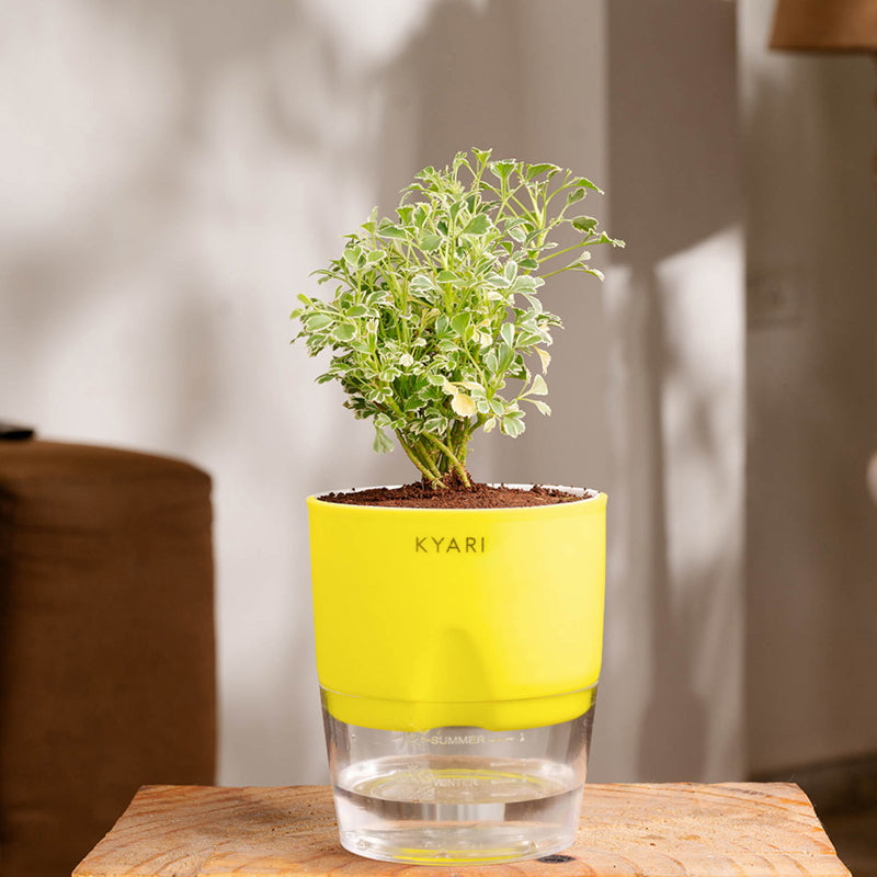 Kyari Variegated Aralia Plant With Self Watering Pot (Yellow) - 18 cm