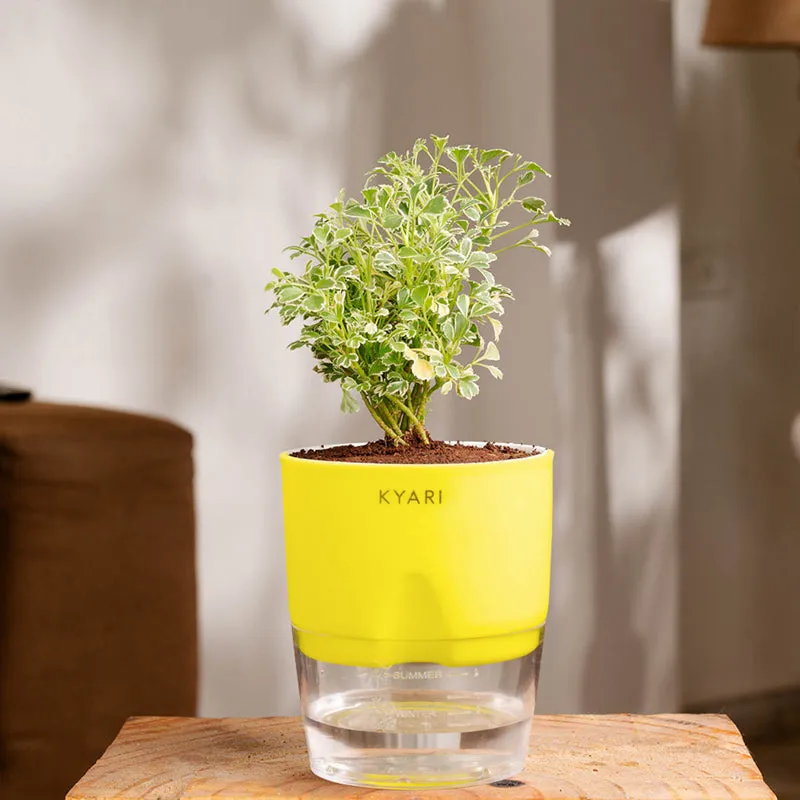 Kyari Variegated Aralia Plant With Self Watering Pot (Yellow) - 18 cm media 1
