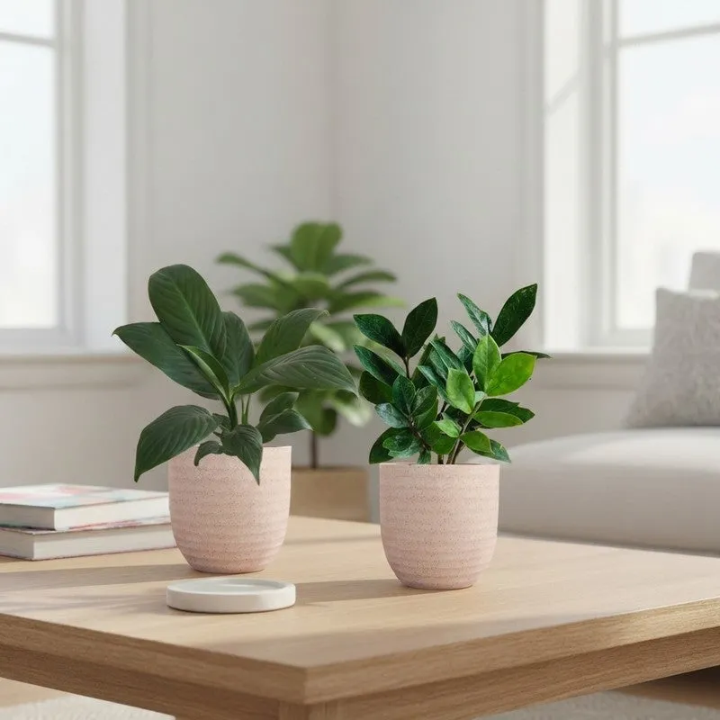 Greenkin ZZ & Peace Lily Live Plants (Ivory) - Set Of Two media 1