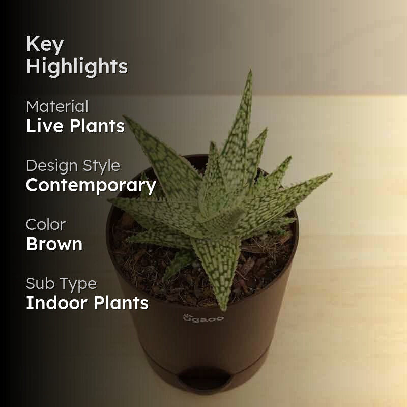 Ugaoo Aloe Blizzard Plant media 2