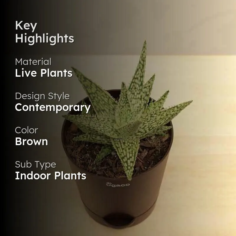 Ugaoo Aloe Blizzard Plant media 2