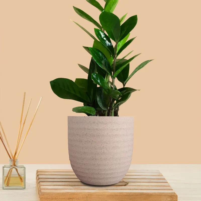 Greenkin Zamia ZZ Live Plant - Ivory media 3