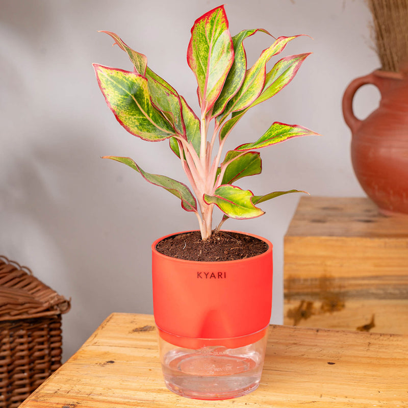Kyari Aglonema Lipstick With Self Watering Pot - Red media 3