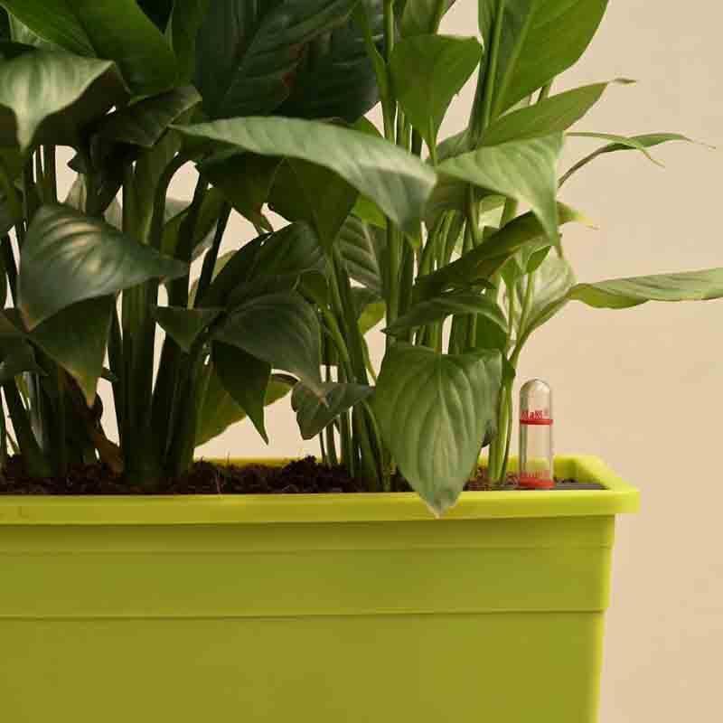 Ugaoo Peace Lily Plant - Set of 2 media 4