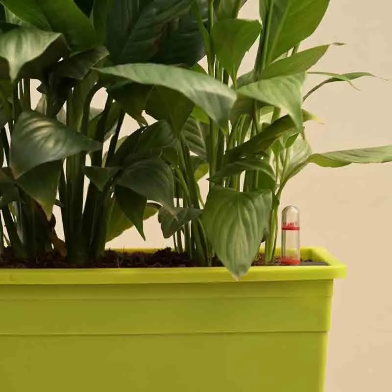 Ugaoo Peace Lily Plant - Set of 2 media 4