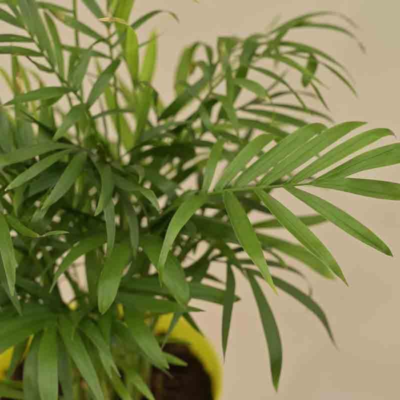 Ugaoo Bamboo Palm Plant media 3
