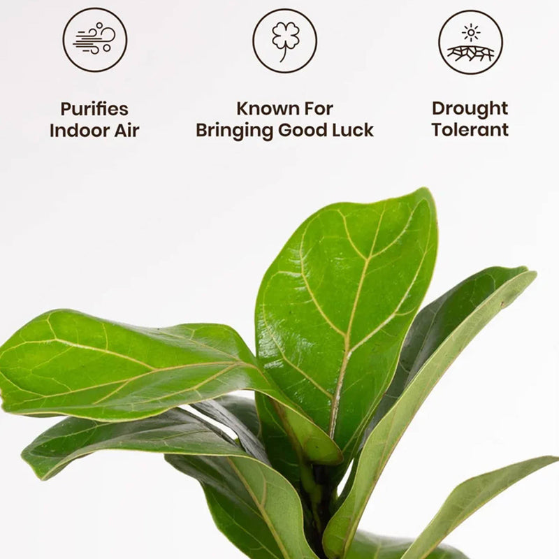 Kyari Ficus lyrata With Self Watering Pot - Red media 4