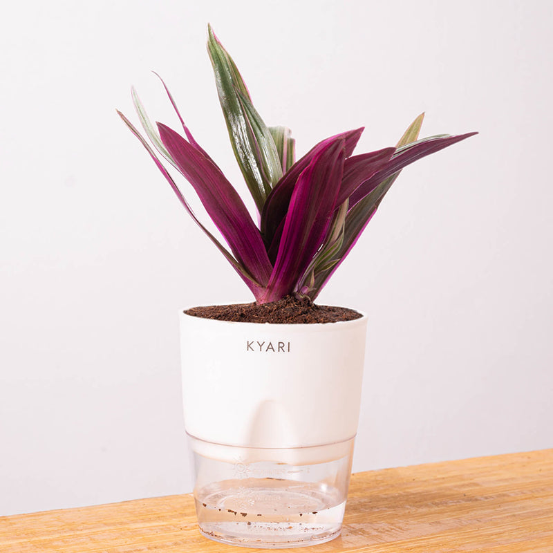 Kyari Oyster Plant With Self Watering Pot (White) - 18 cm media 6