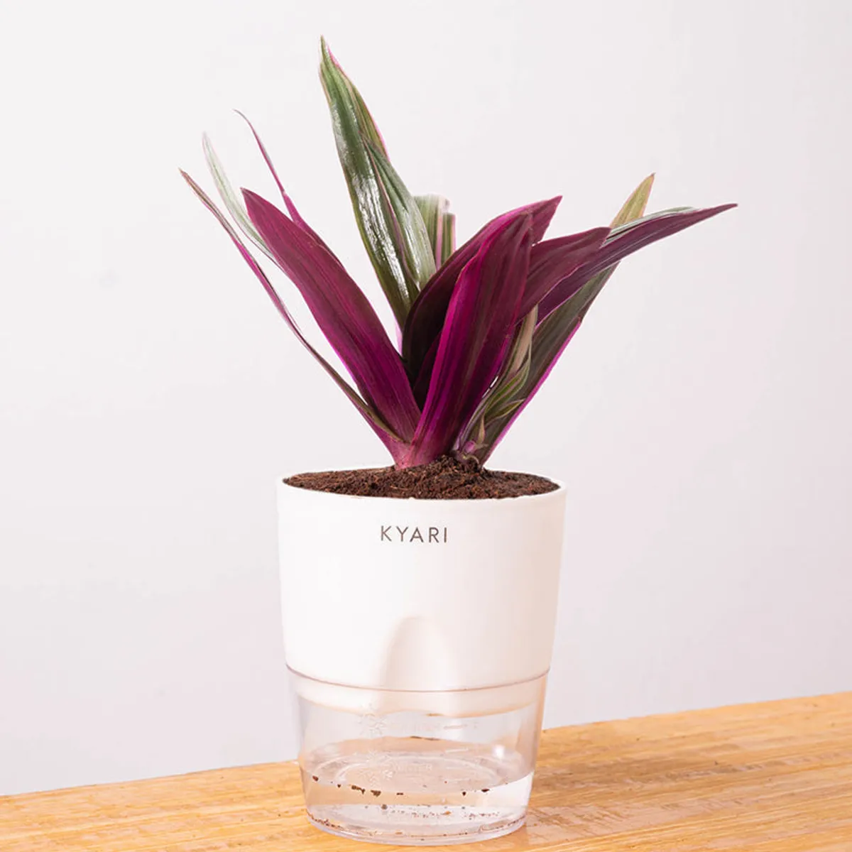 Oyster plant with purple foliage in a white self-watering pot