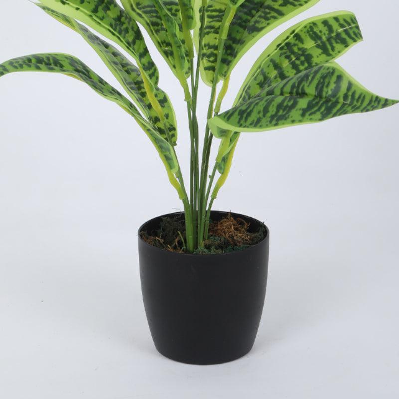 Faux Snake Plant With Black Plastic Pot (50 cms) - Set Of Two media 5