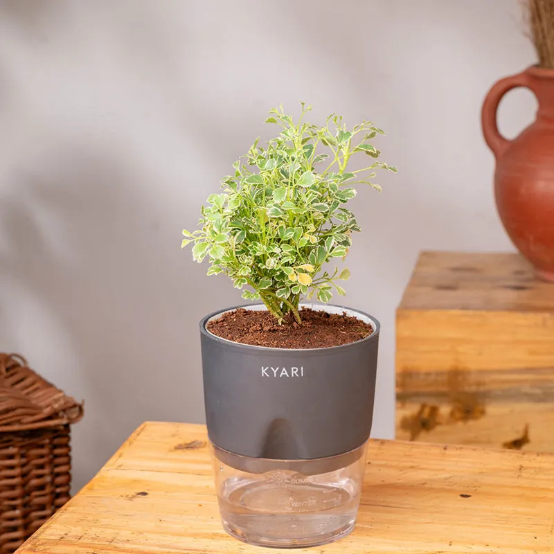 Kyari Aralia Variegated With Self Watering Pot - Grey media 3