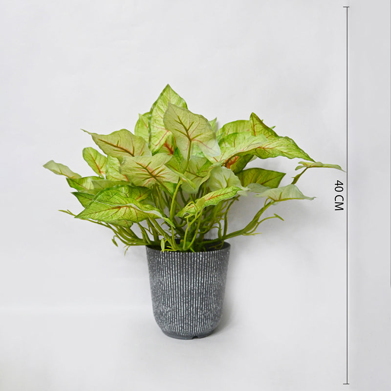 Caladira Artificial Caladium Plant With Black Plastic Pot - 40 cm media 6