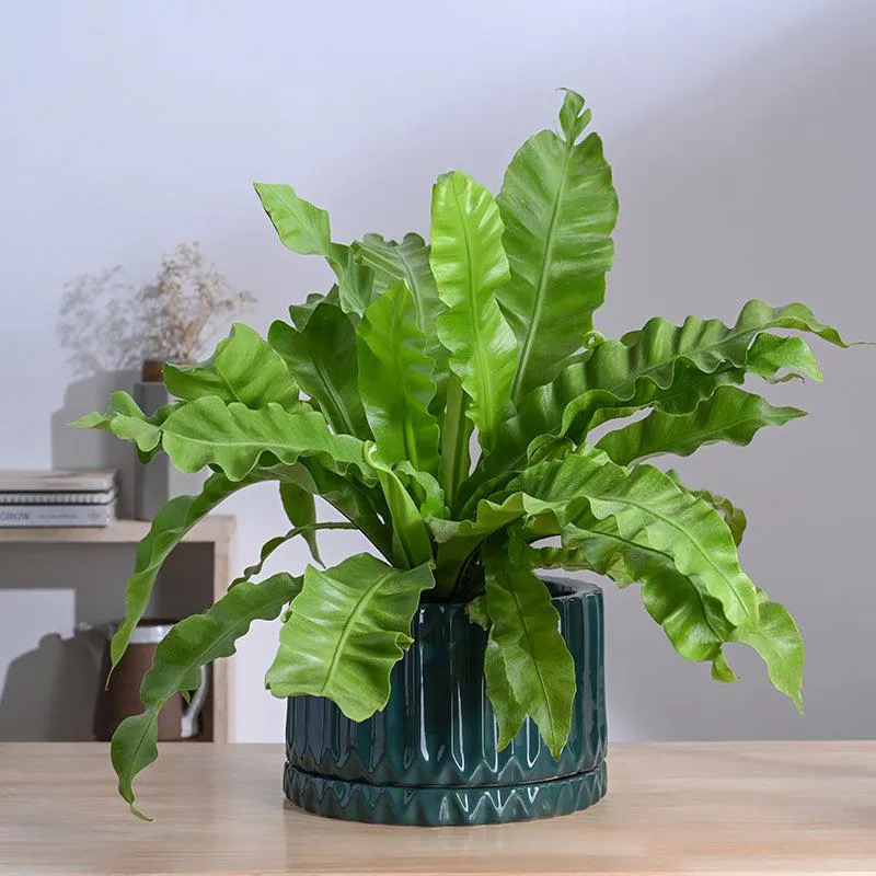 Ugaoo Stria Ceramic Planter - Green media 3