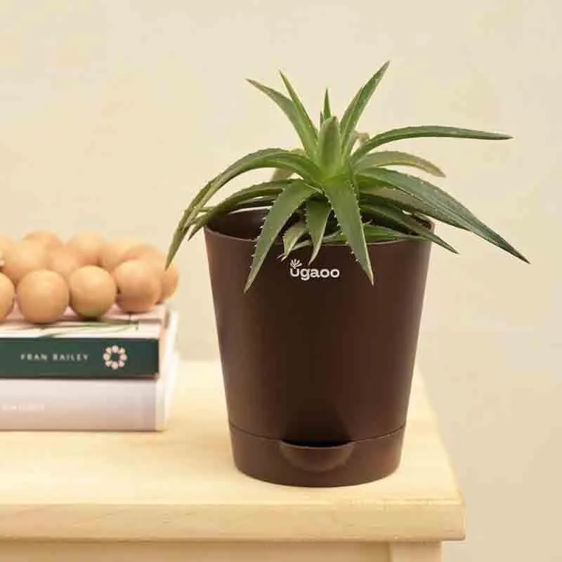 Ugaoo Aloe Vera Green Mini Plant media 6