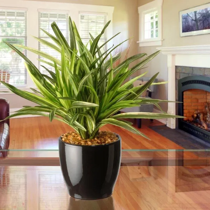 Faux Big Dracaena Bonsai (27 cms) - White media 2