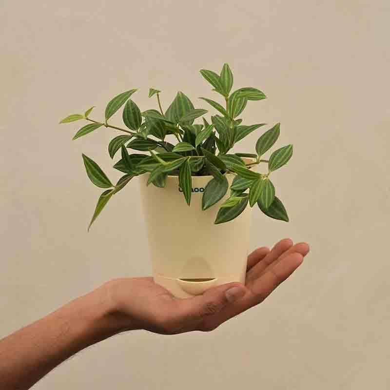 Live Plants