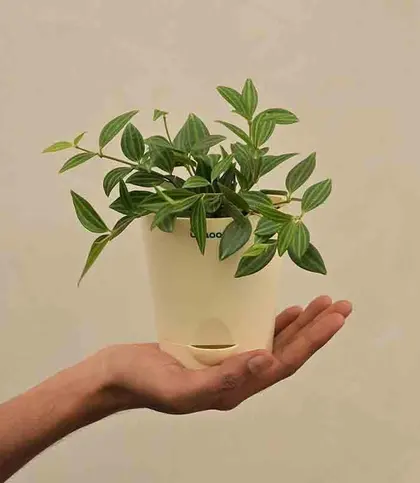 Live Plants