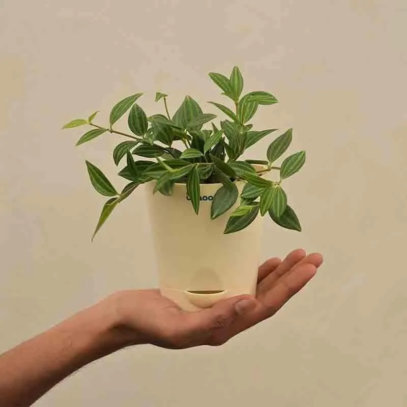 Ugaoo Peperomia Angulata Plant media 1