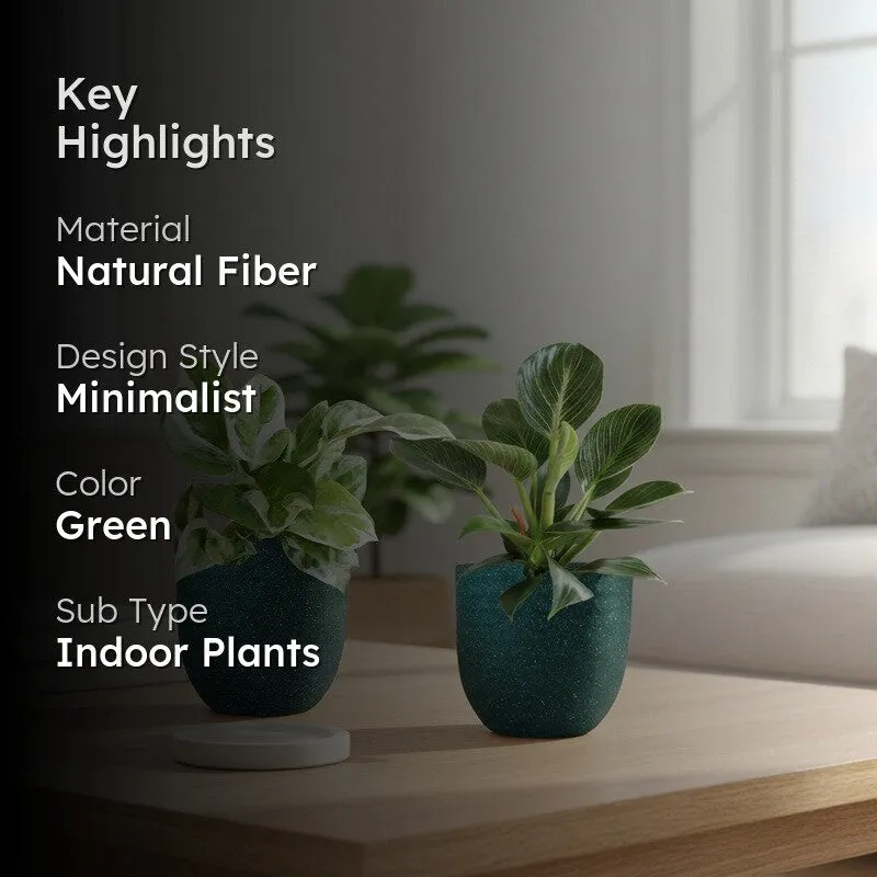 Greenkin Birkin & Njoy Live Plants (Green) - Set Of Two media 2