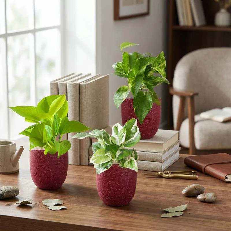 Greenkin Money Plants Live Plants - Set Of Three media 1