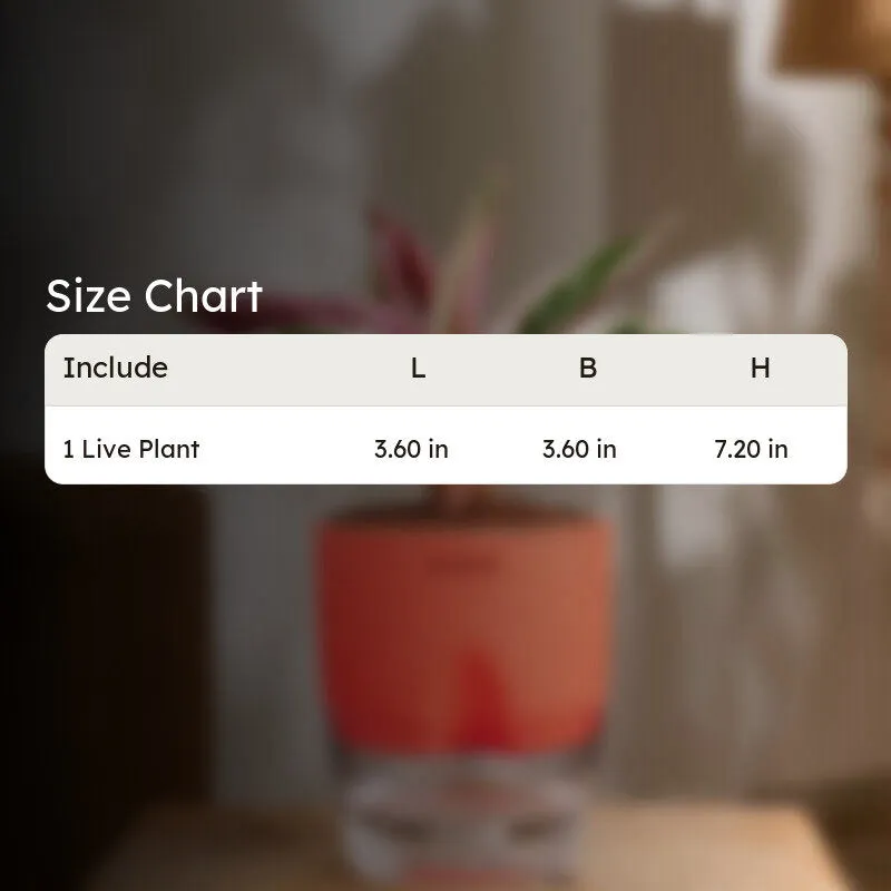 Kyari Calathea Triostar With Self Watering Pot - Red media 8