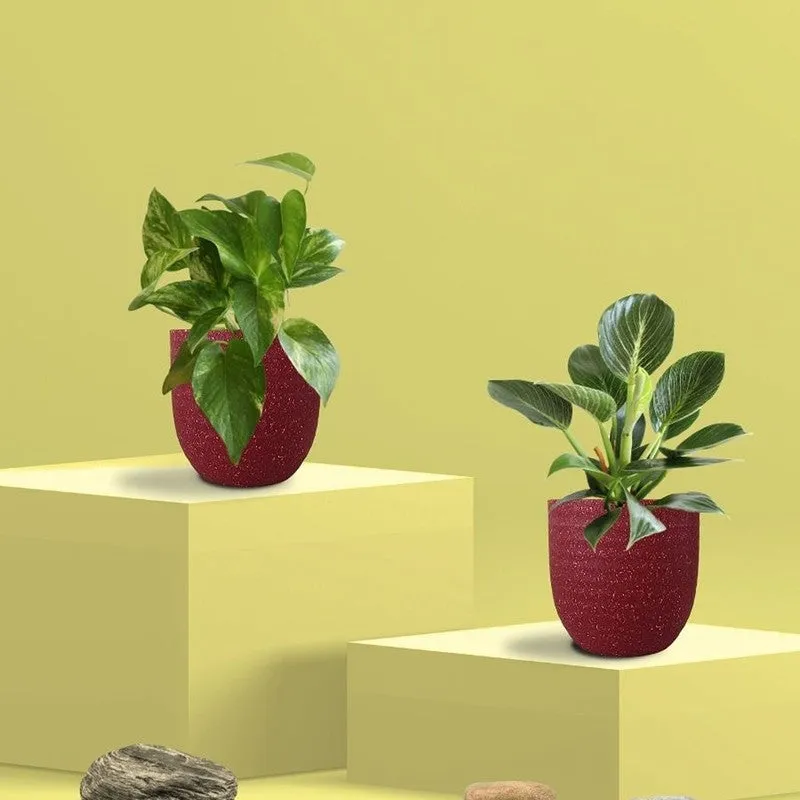 Greenkin Birkin & Gold King Live Plants (Red) - Set Of Two media 3