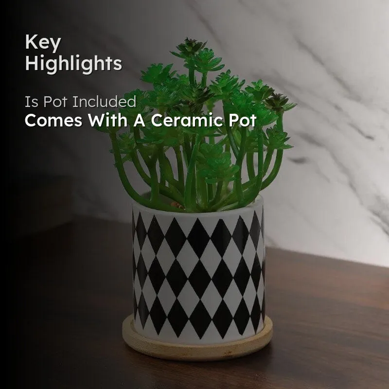 Faux Crassula In Checkered Pot - 17 cms media 2