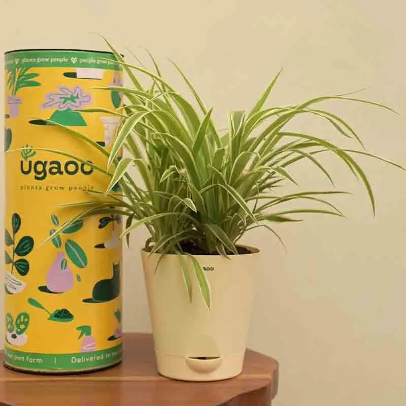 Ugaoo Spider Plant - Medium media 5