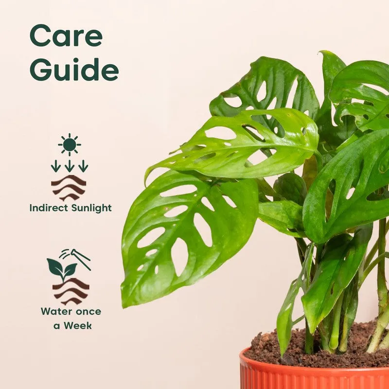 Kyari Broken Heart Plant with Self Watering Pot - Red media 5