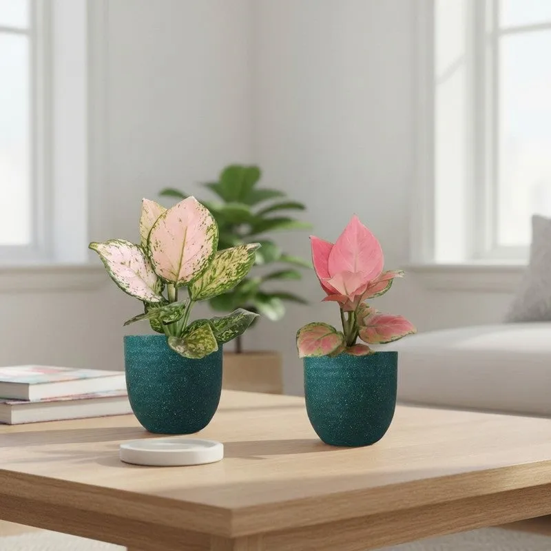 Greenkin Aglaonema Pink & Wishes Live Plants (Green) - Set Of Two media 1