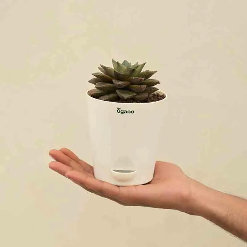 Ugaoo Echeveria Lotus Chinensis Plant media 4