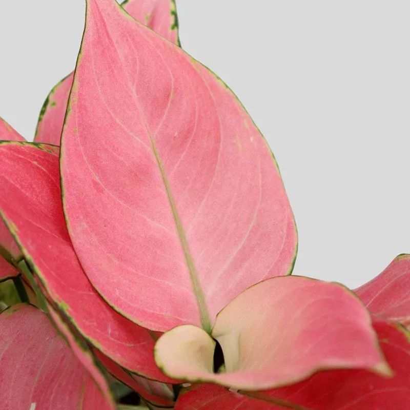 Greenkin Aglaonema Pink Live Plant - Ivory media 6