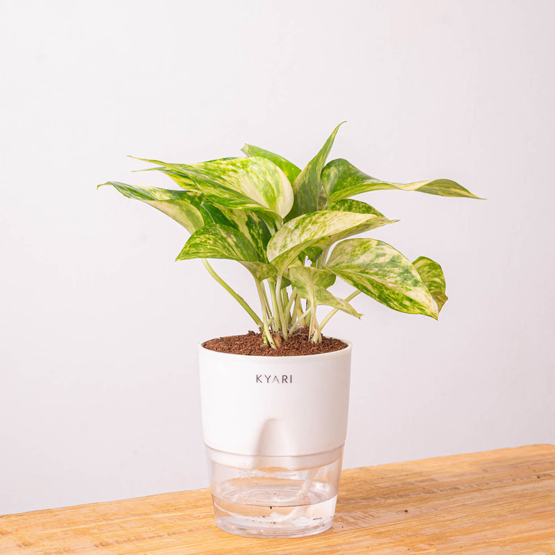 Kyari Money Variegated Plant With Self Watering Pot (White) - 18 cm media 10