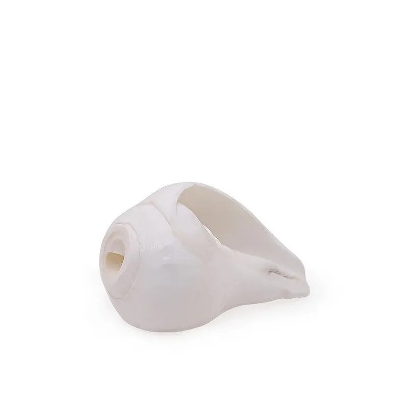 Sacred Shankh Shell Pooja Essential media 5