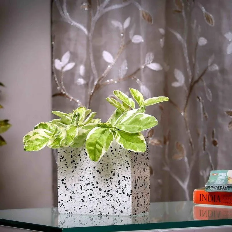 Square Terrazzo Hand Crafted Marble Planter media 3